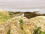 Gråmåke (Larus argentatus)