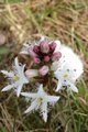 Bukkeblad (Menyanthes trifoliata)