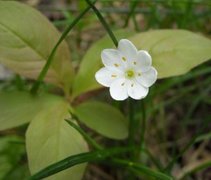 Skogstjerne (Trientalis europaea)