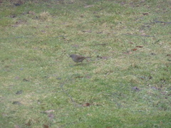Hedge Accentor (Prunella modularis)