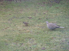 Hedge Accentor (Prunella modularis)