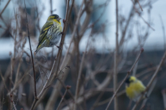 Eurasian Siskin (Spinus spinus)