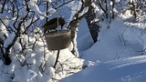 Grønnspett (Picus viridis)