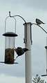 Stær (Sturnus vulgaris)