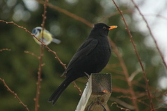 Svarttrost (Turdus merula)