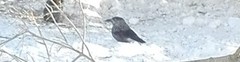 Nutcracker (Nucifraga caryocatactes)