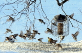 Gråsisik (Carduelis flammea)