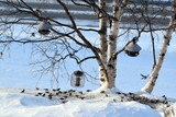 Gråsisik (Carduelis flammea)