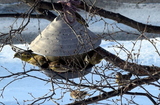 Grønnfink (Carduelis chloris)