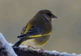 Grønnfink (Carduelis chloris)