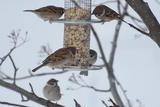 Pilfink (Passer montanus)