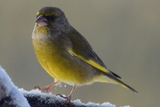 Grønnfink (Carduelis chloris)