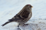 Gråsisik (Carduelis flammea)