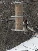 Lesser Spotted Woodpecker (Dendrocopos minor)