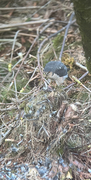 Eurasian Sparrowhawk (Accipiter nisus)