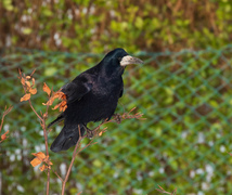 Kornkråke (Corvus frugilegus)