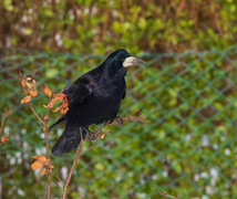 Kornkråke (Corvus frugilegus)