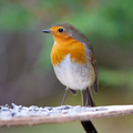 Rødstrupe (Erithacus rubecula)