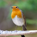 Rødstrupe (Erithacus rubecula)