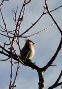 Bohemian Waxwing (Bombycilla garrulus)