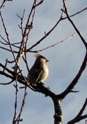 Sidensvans (Bombycilla garrulus)