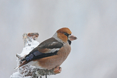 Hawfinch (Coccothraustes coccothraustes)
