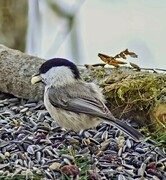 Willow Tit (Poecile montanus)