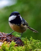 Coal Tit (Periparus ater)