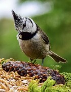 Toppmeis (Lophophanes cristatus)