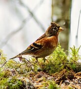 Brambling (Fringilla montifringilla)