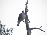 Ringdue (Columba palumbus)