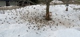 Gråsisik (Carduelis flammea)