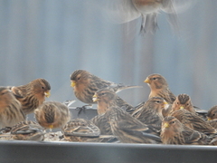 Twite (Linaria flavirostris)