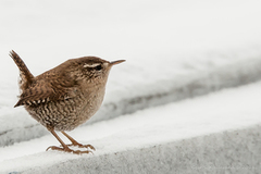 Gjerdesmett (Troglodytes troglodytes)