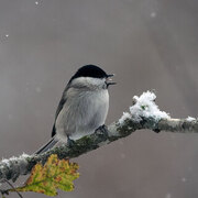 Marsh Tit (Poecile palustris)