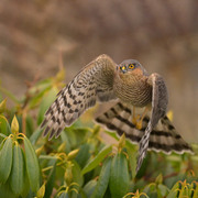 Spurvehauk (Accipiter nisus)