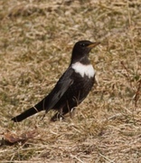 Ringtrost (Turdus torquatus)