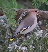 Sidensvans (Bombycilla garrulus)