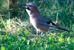 Nøtteskrike (Garrulus glandarius)