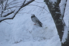 Bydue (Columba livia domestica)
