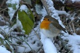 Rødstrupe (Erithacus rubecula)