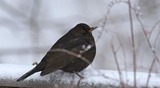 Svarttrost (Turdus merula)