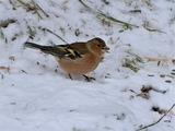 Bokfink (Fringilla coelebs)