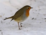 Rødstrupe (Erithacus rubecula)