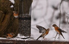 Brambling (Fringilla montifringilla)