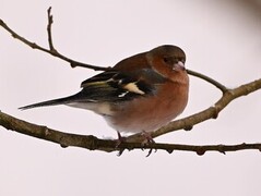 Chaffinch (Fringilla coelebs)