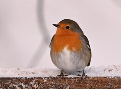 Robin (Erithacus rubecula)