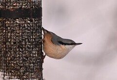 Nuthatch (Sitta europaea)
