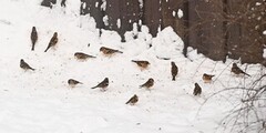 Chaffinch (Fringilla coelebs)