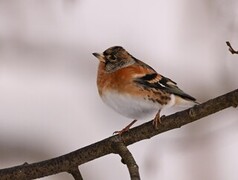 Brambling (Fringilla montifringilla)